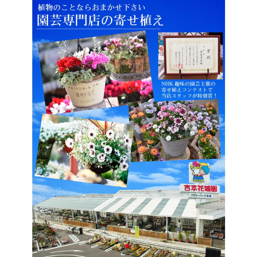予約品 12月上旬より順次発送 クリスマス 寄せ植え 玄関 店舗前の花飾りに プレゼントやギフトにもおすすめ 鉢花 花苗 コニファー サンタクロース スノーマン | 吉本花城園 | 01