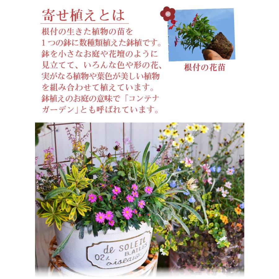 予約品 12月上旬より順次発送 クリスマス 寄せ植え 玄関 店舗前の花飾りに プレゼントやギフトにもおすすめ 鉢花 花苗 コニファー サンタクロース スノーマン | 吉本花城園 | 02