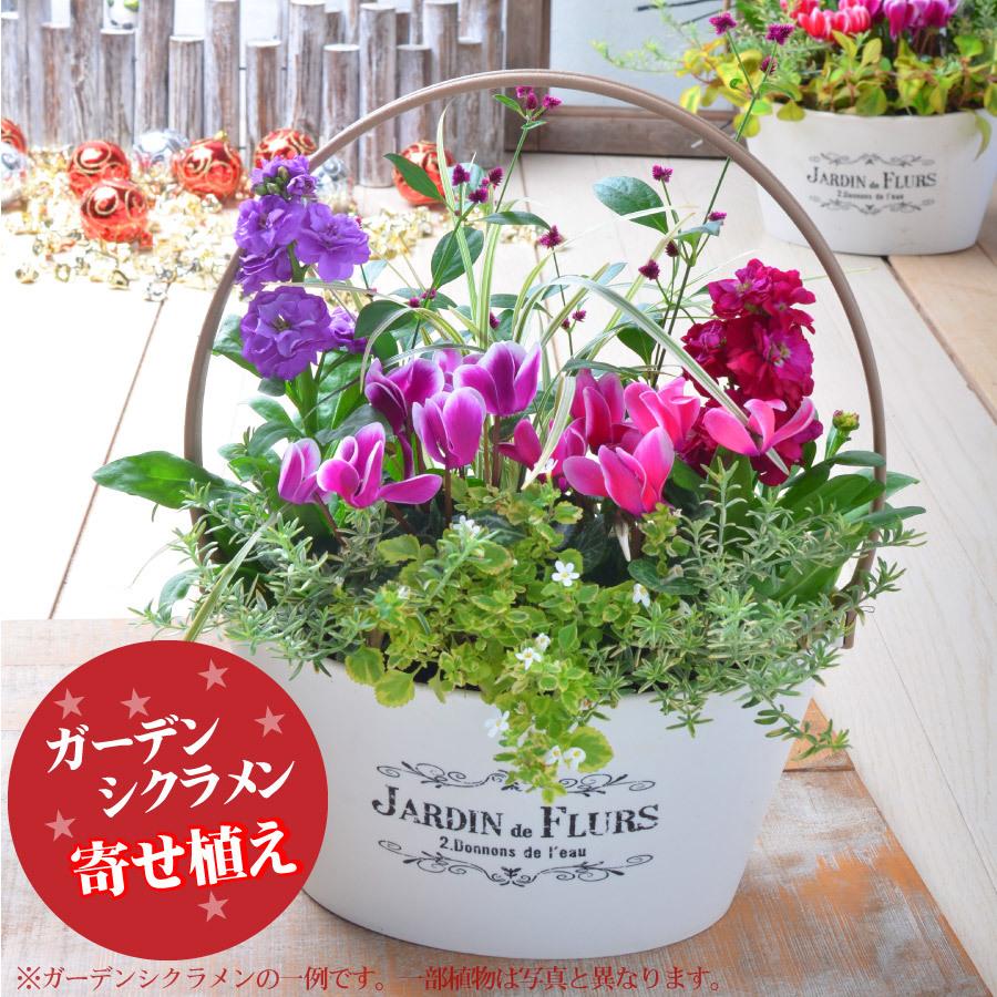 寄せ植え バスケット 玄関 店舗前の花飾りに プレゼントやギフトにもおすすめ 鉢花 花苗 ニチニチソウ ケイトウ 唐辛子 yose Fleurtown吉本花城園 通販 Yahoo ショッピング