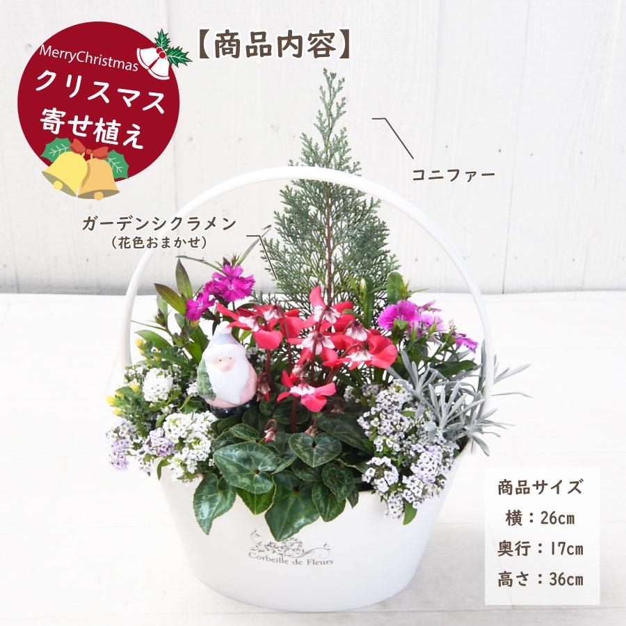 吉本花城園 【予約品 12月上旬より順次発送】コニファーとガーデン