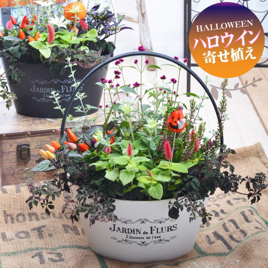 寄せ植え バスケット ハロウィン 玄関 店舗前の花飾りに ハロウイン プレゼントやギフトにもおすすめ 季節の寄せ植え | 吉本花城園