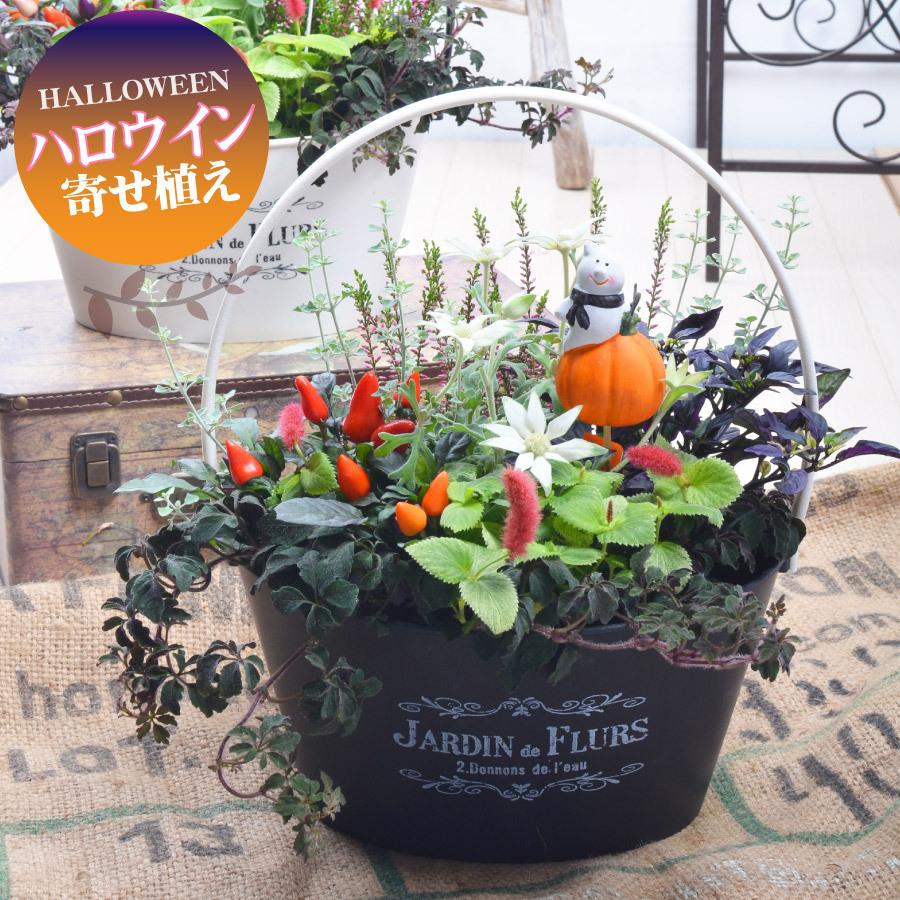 寄せ植え バスケット ハロウィン 玄関 店舗前の花飾りに ハロウイン プレゼントやギフトにもおすすめ 季節の寄せ植え | 吉本花城園 | 02