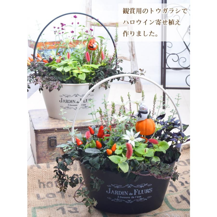 寄せ植え バスケット ハロウィン 玄関 店舗前の花飾りに ハロウイン プレゼントやギフトにもおすすめ 季節の寄せ植え | 吉本花城園 | 03