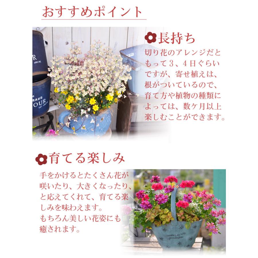 寄せ植え バスケット ハロウィン 玄関 店舗前の花飾りに ハロウイン プレゼントやギフトにもおすすめ 季節の寄せ植え | 吉本花城園 | 05