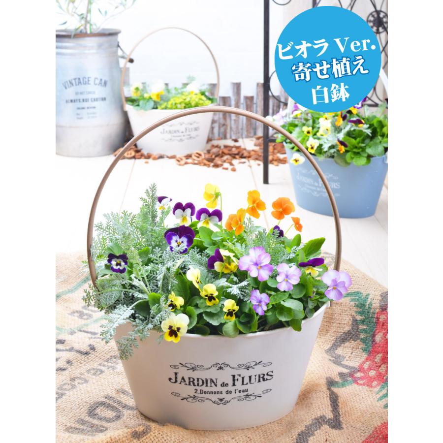 吉本花城園 爆買 ビオラとムスカリの寄せ植え バスケット 寄せ植え