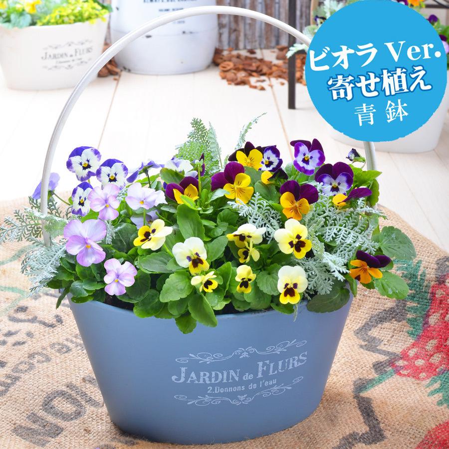 ビオラとムスカリの寄せ植え バスケット 寄せ植え 玄関 店舗前の花飾りに 鉢花 花苗 ビオラ ムスカリ yose1101 Fleurtown吉本花城園 通販 Yahoo ショッピング
