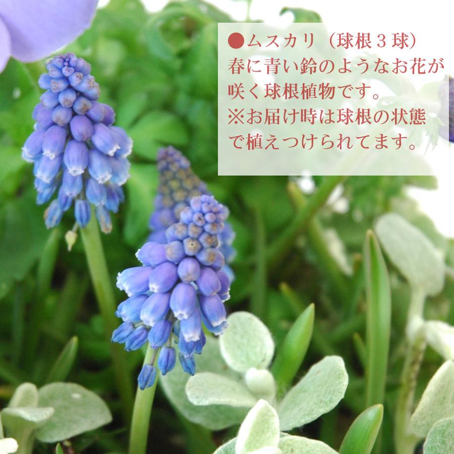 ビオラとムスカリの寄せ植え バスケット 寄せ植え 玄関 店舗前の花飾りに 鉢花 花苗 ビオラ ムスカリ yose1101 Fleurtown吉本花城園 通販 Yahoo ショッピング