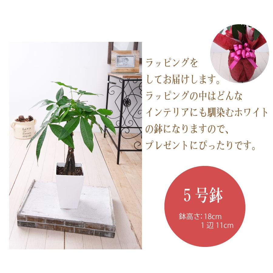 吉本花城園 爆買 観葉植物 おしゃれ パキラ 5号サイズ ねじり 鉢植え