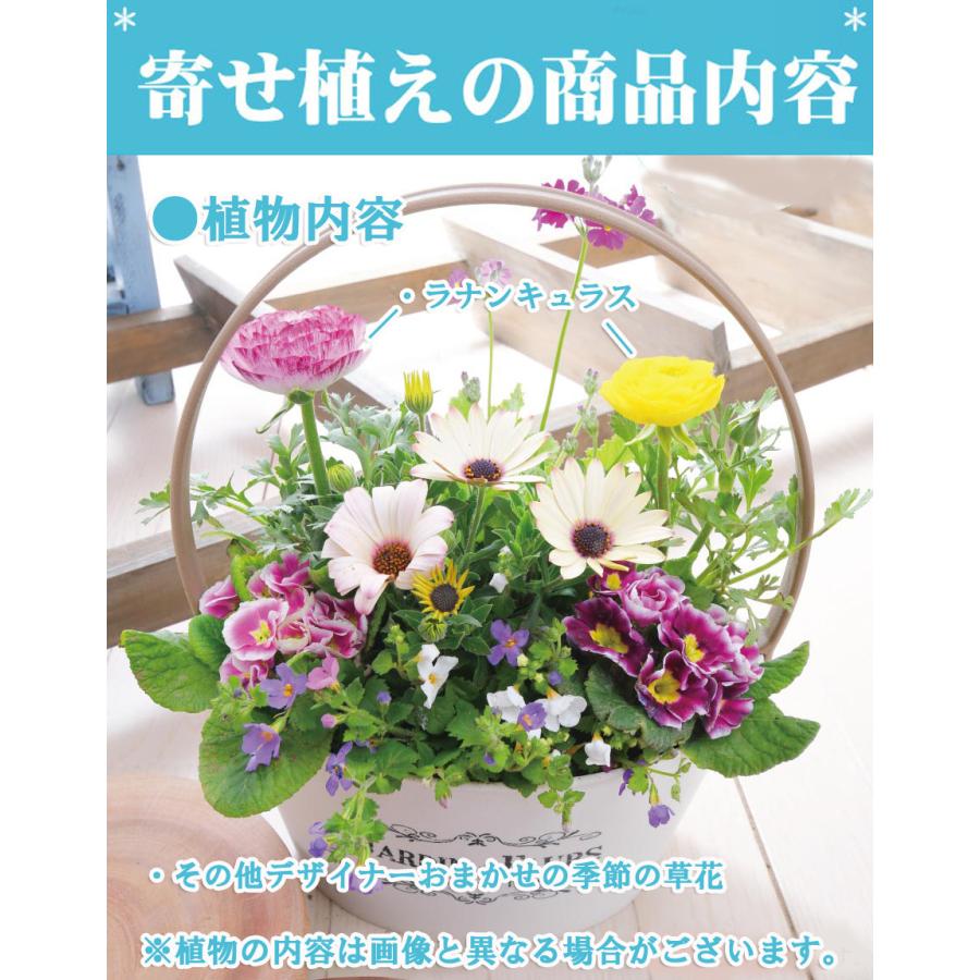 吉本花城園 2月下旬からお届け 寄せ植え バスケット ラナンキュラス