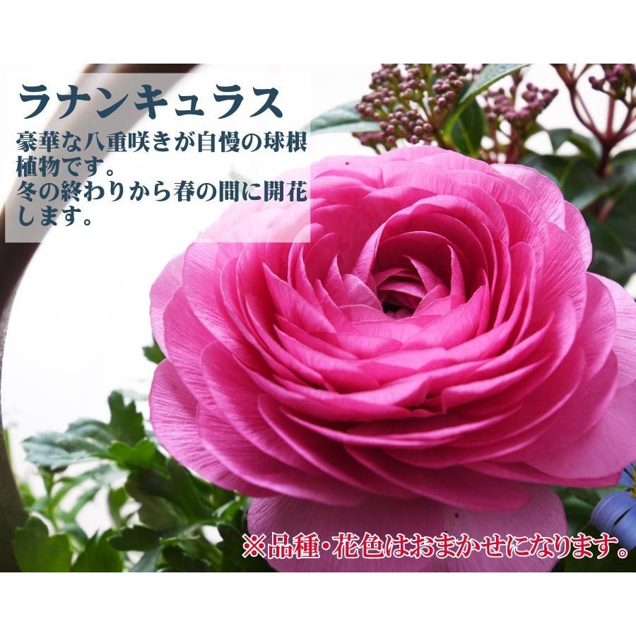 吉本花城園 2月下旬からお届け 寄せ植え バスケット ラナンキュラス