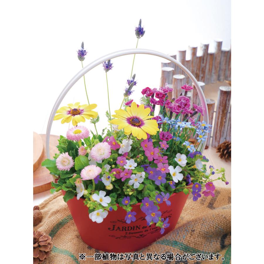 寄せ植え バスケット ナデシコ ダイアンサス パープルウェディング ラベンダー 玄関 店舗前の花飾りに プレゼントやギフトにもおすすめ 鉢花 花苗 | 吉本花城園 | 01