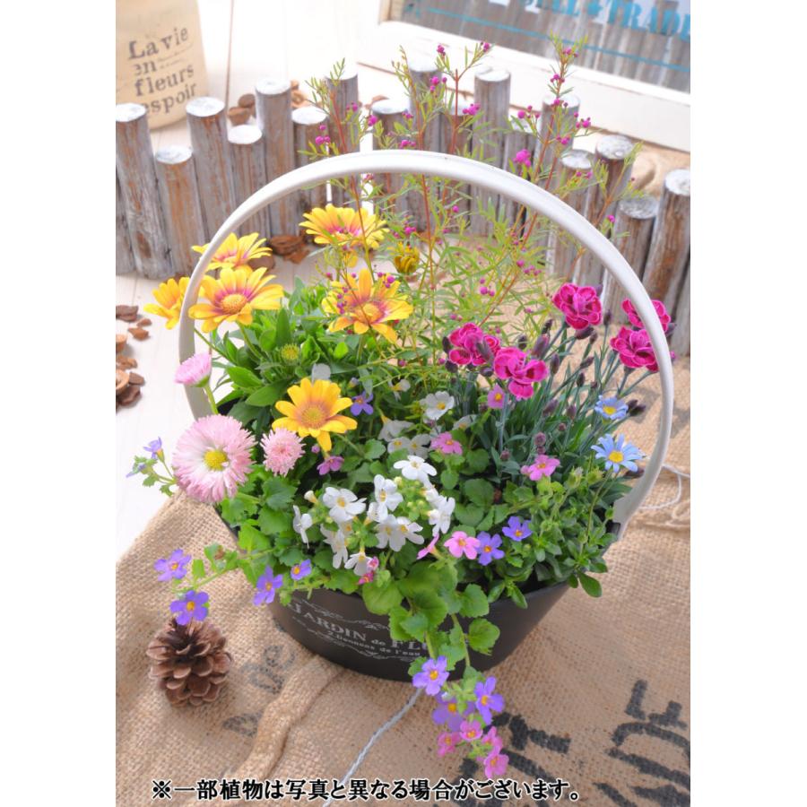 寄せ植え バスケット ナデシコ ダイアンサス パープルウェディング ラベンダー 玄関 店舗前の花飾りに プレゼントやギフトにもおすすめ 鉢花 花苗 | 吉本花城園 | 02