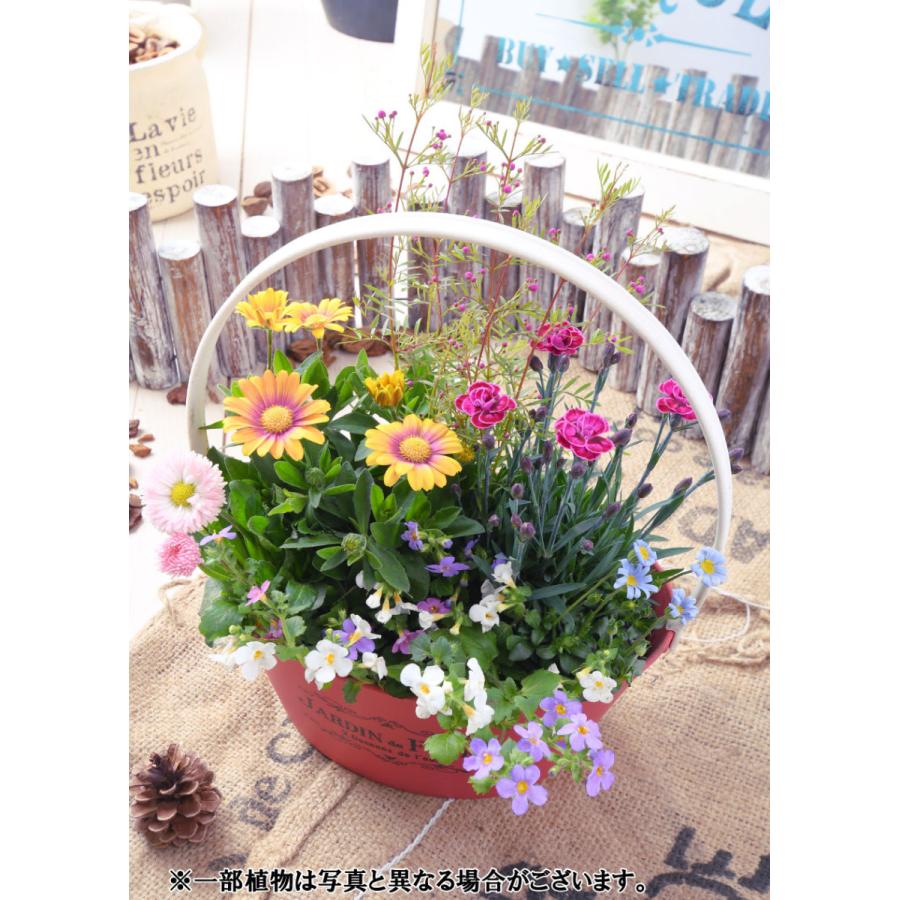 寄せ植え バスケット ナデシコ ダイアンサス パープルウェディング ラベンダー 玄関 店舗前の花飾りに プレゼントやギフトにもおすすめ 鉢花 花苗 | 吉本花城園 | 03