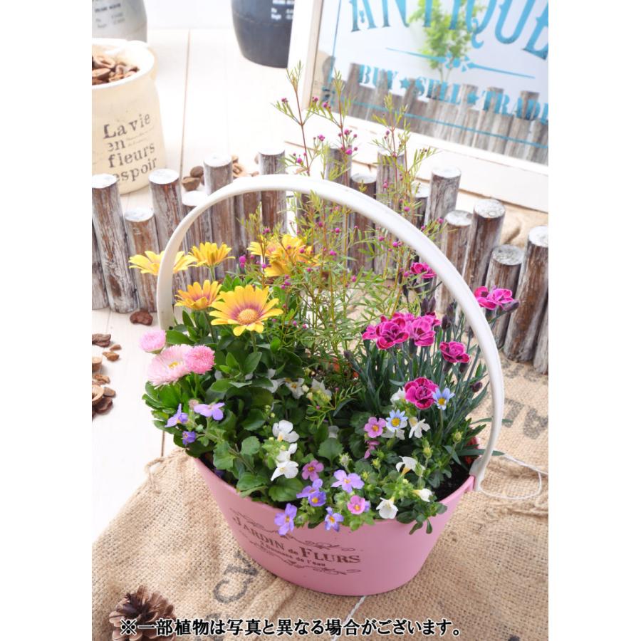 寄せ植え バスケット ナデシコ ダイアンサス パープルウェディング ラベンダー 玄関 店舗前の花飾りに プレゼントやギフトにもおすすめ 鉢花 花苗 | 吉本花城園 | 04
