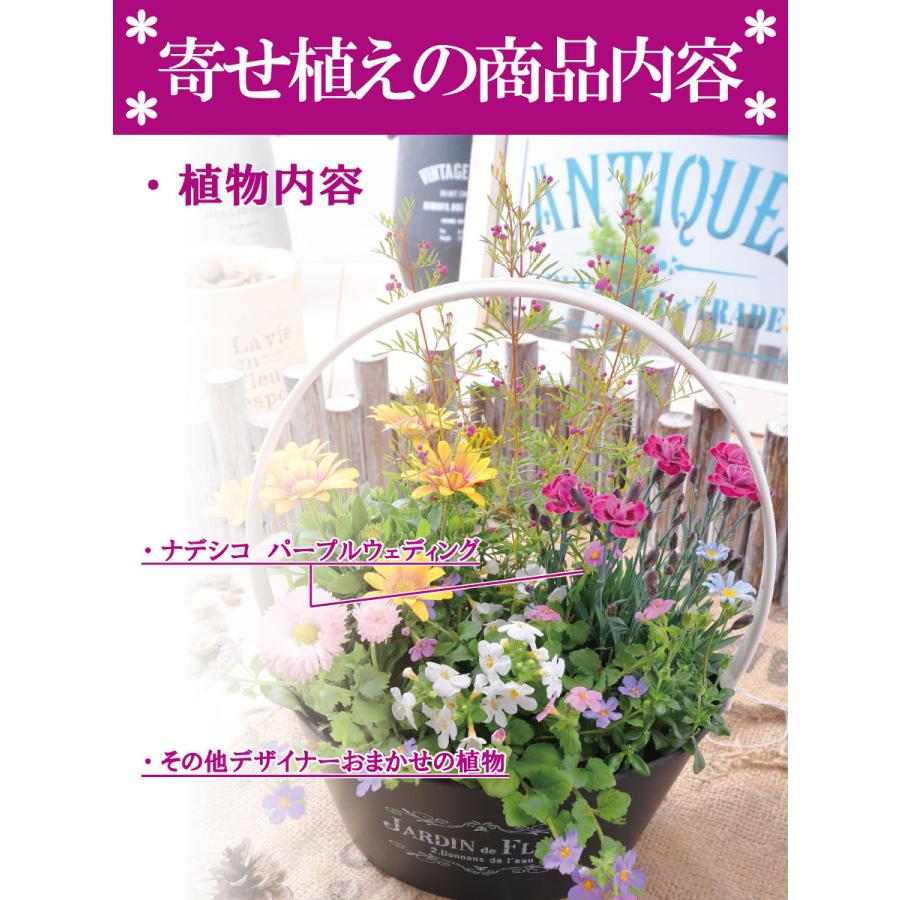 寄せ植え バスケット ナデシコ ダイアンサス パープルウェディング ラベンダー 玄関 店舗前の花飾りに プレゼントやギフトにもおすすめ 鉢花 花苗 | 吉本花城園 | 05