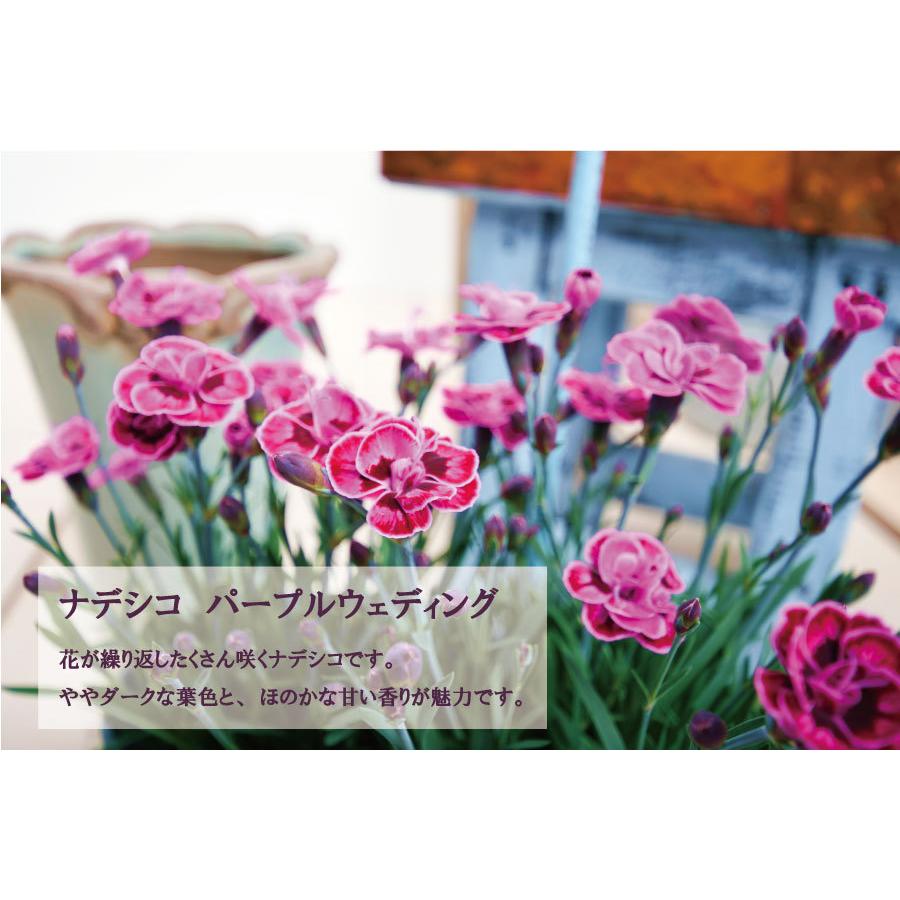 寄せ植え バスケット ナデシコ ダイアンサス パープルウェディング ラベンダー 玄関 店舗前の花飾りに プレゼントやギフトにもおすすめ 鉢花 花苗 | 吉本花城園 | 06