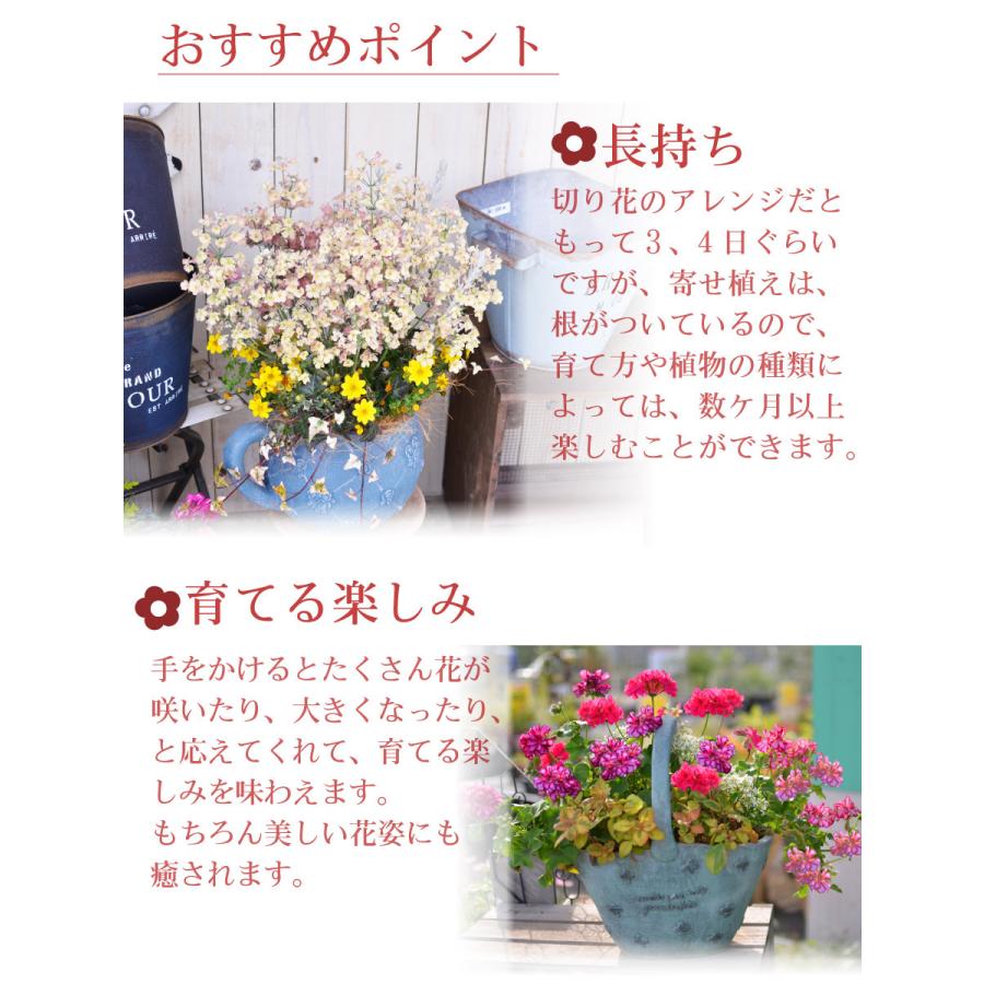寄せ植え バスケット ナデシコ ダイアンサス パープルウェディング ラベンダー 玄関 店舗前の花飾りに プレゼントやギフトにもおすすめ 鉢花 花苗 | 吉本花城園 | 09