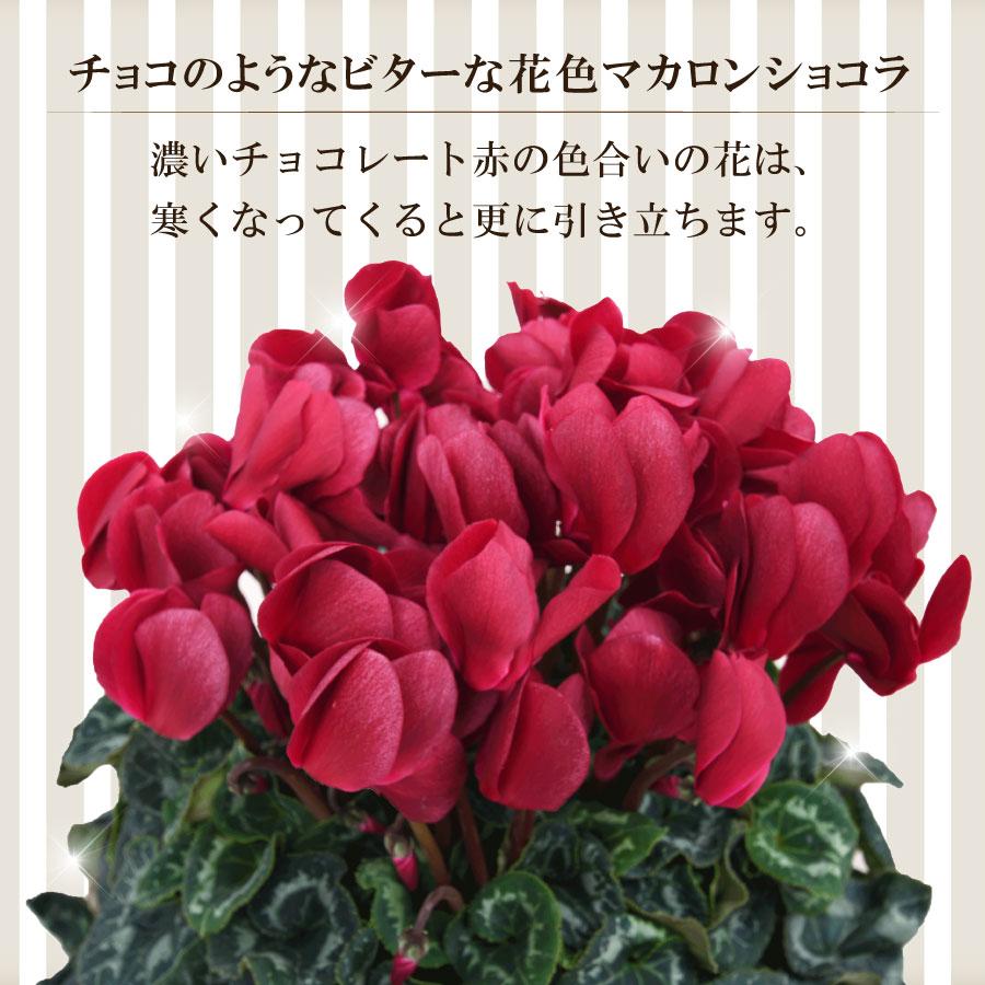 吉本花城園 シクラメン マカロンショコラ 鉢植え ギフト 6号鉢 花の
