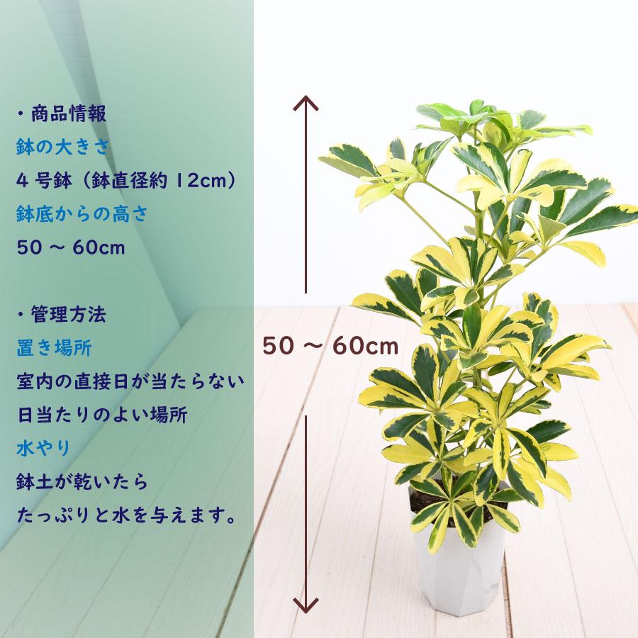吉本花城園 1000円ポッキリ！ 観葉植物 カポック シェフレラ 斑入り 4