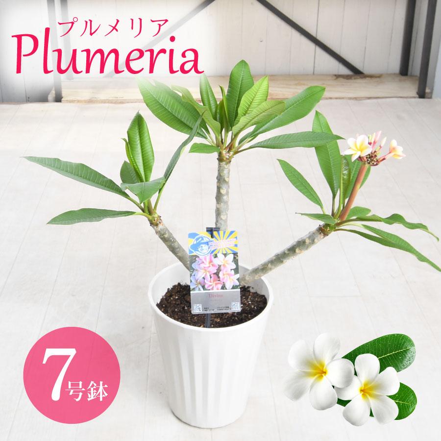 The Exotic Plumeria ハードカバー（プルメリア図鑑） The Exotic Plumeria ハードカバー（プルメリア図鑑