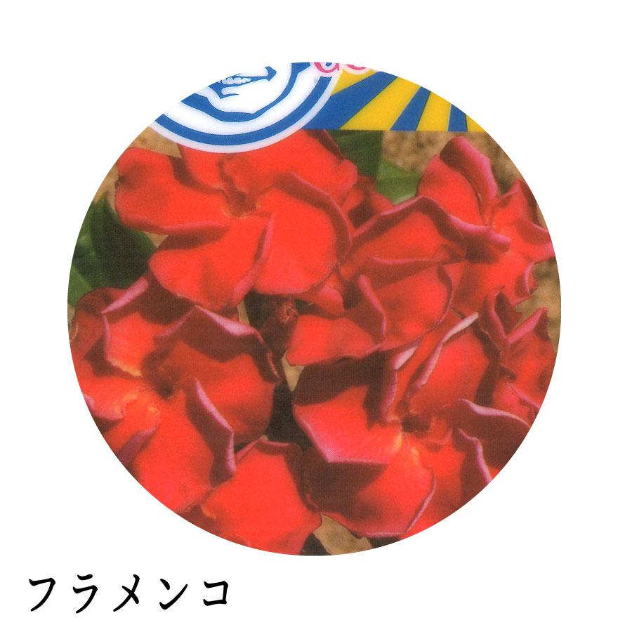 吉本花城園 ジャングルジャックス プルメリア 7号鉢 南国 ハワイ