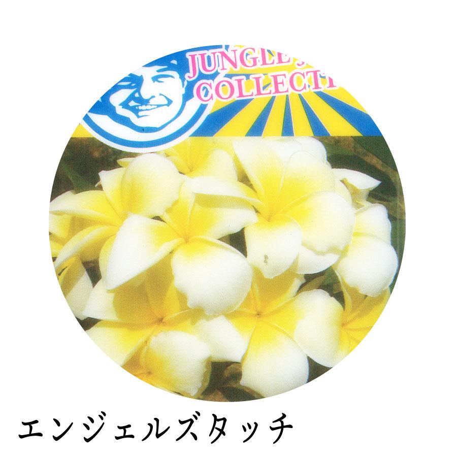 吉本花城園 ジャングルジャックス プルメリア 7号鉢 南国 ハワイ