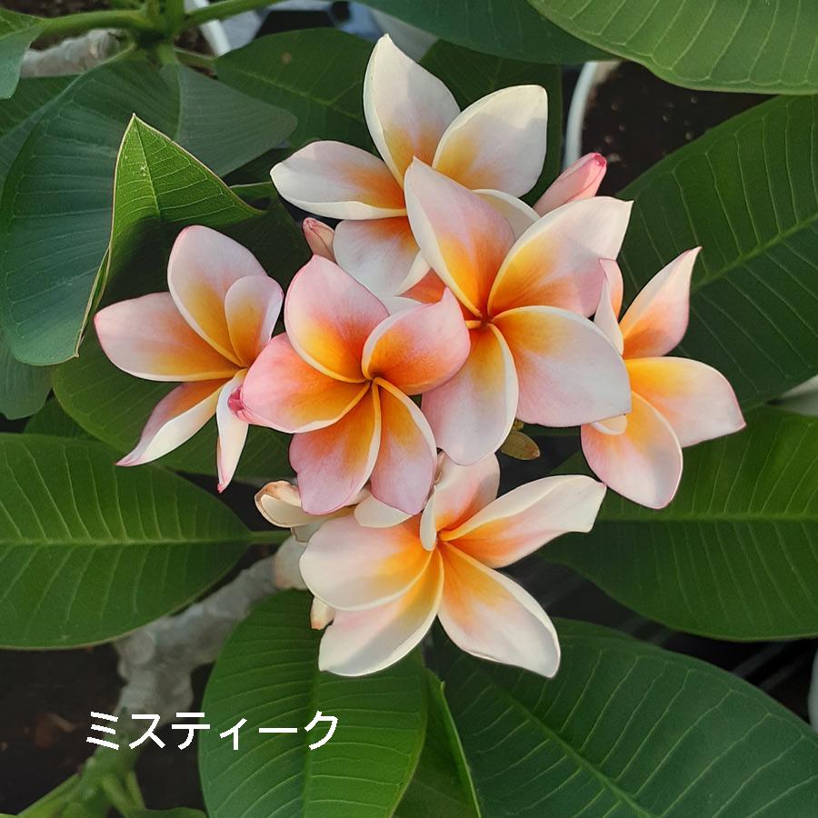 吉本花城園 ジャングルジャックス プルメリア 7号鉢 南国 ハワイ