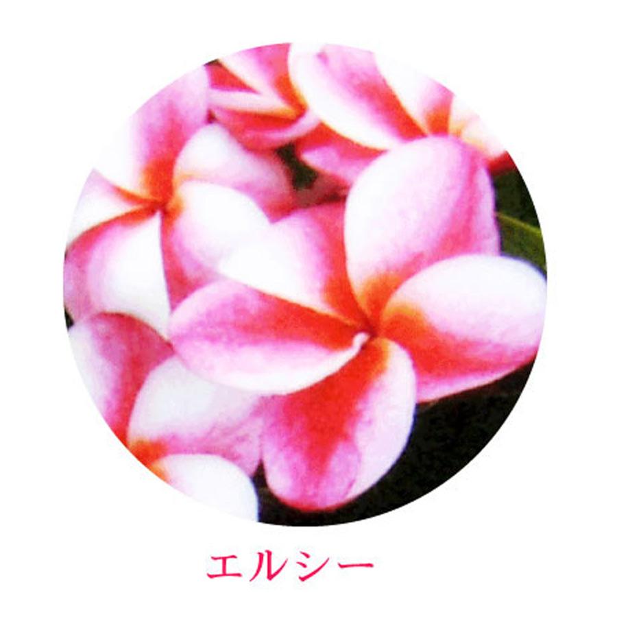 吉本花城園 ジャングルジャックス プルメリア 7号鉢 南国 ハワイ