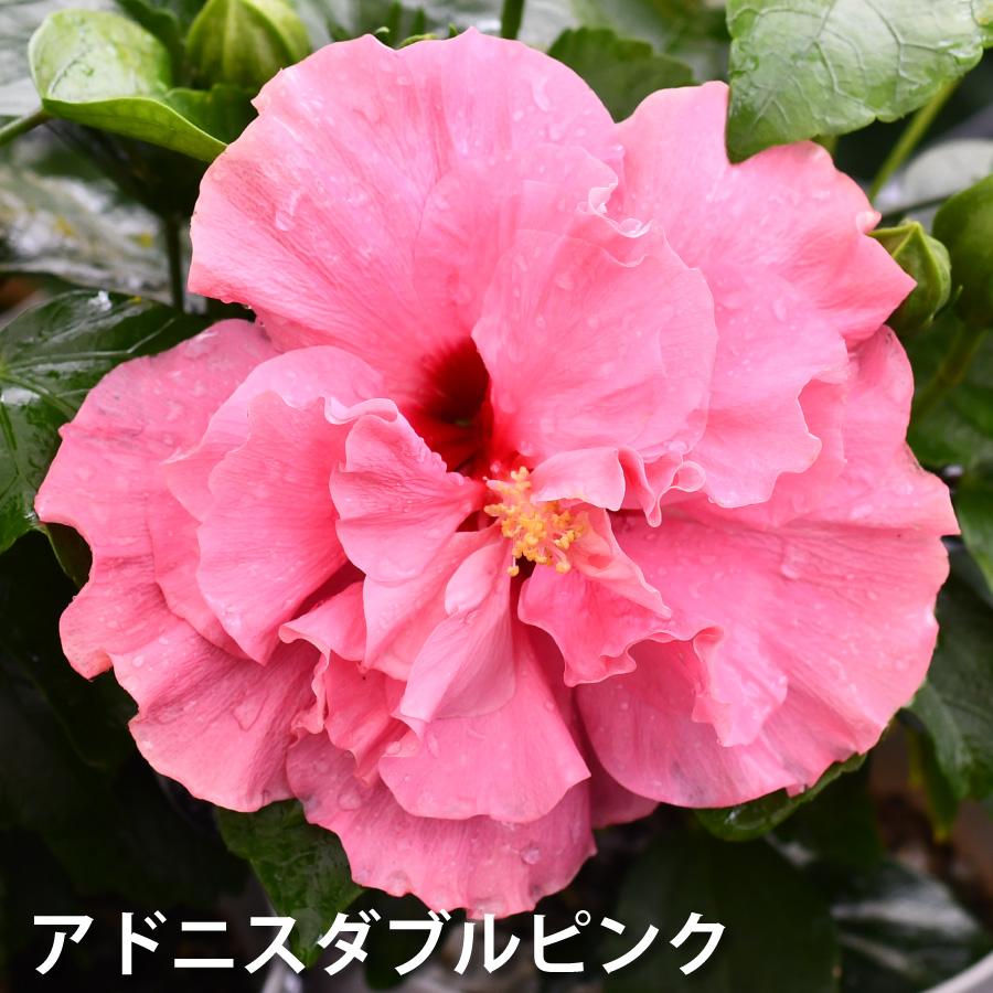 吉本花城園 ハイビスカス ハイビスキュース NEW ロングライフシリーズ