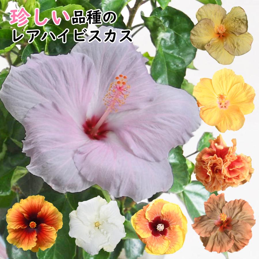 吉本花城園 爆買 珍しい花色 選べる20品種 レアハイビスカス 5号鉢