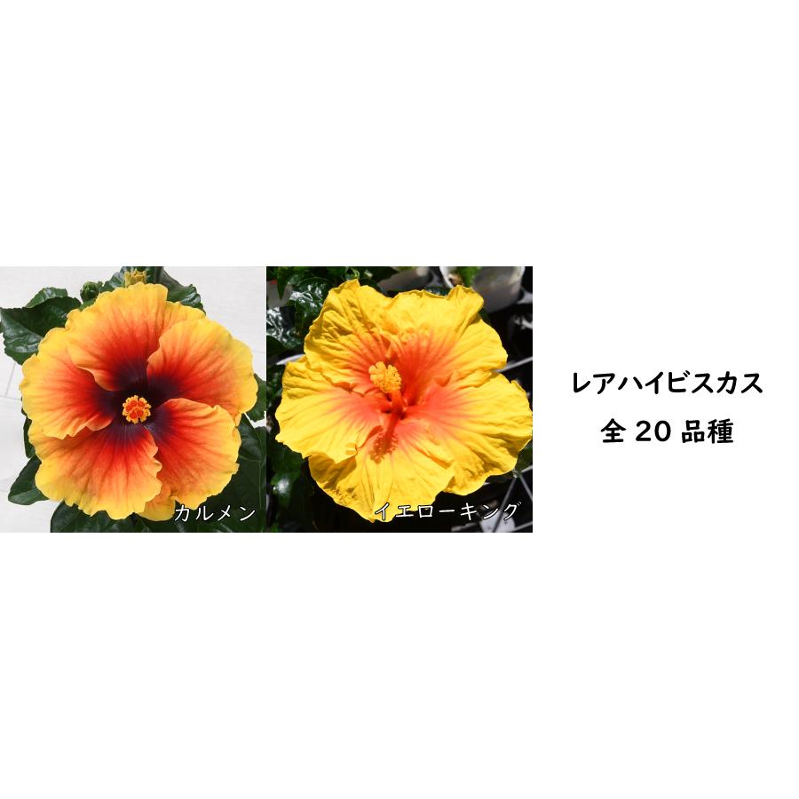 切花用品種　レア超人気挿し木大苗5号鉢 吉本花城園 爆買 珍しい花色 選べる20品種 レアハイビスカス 5号鉢