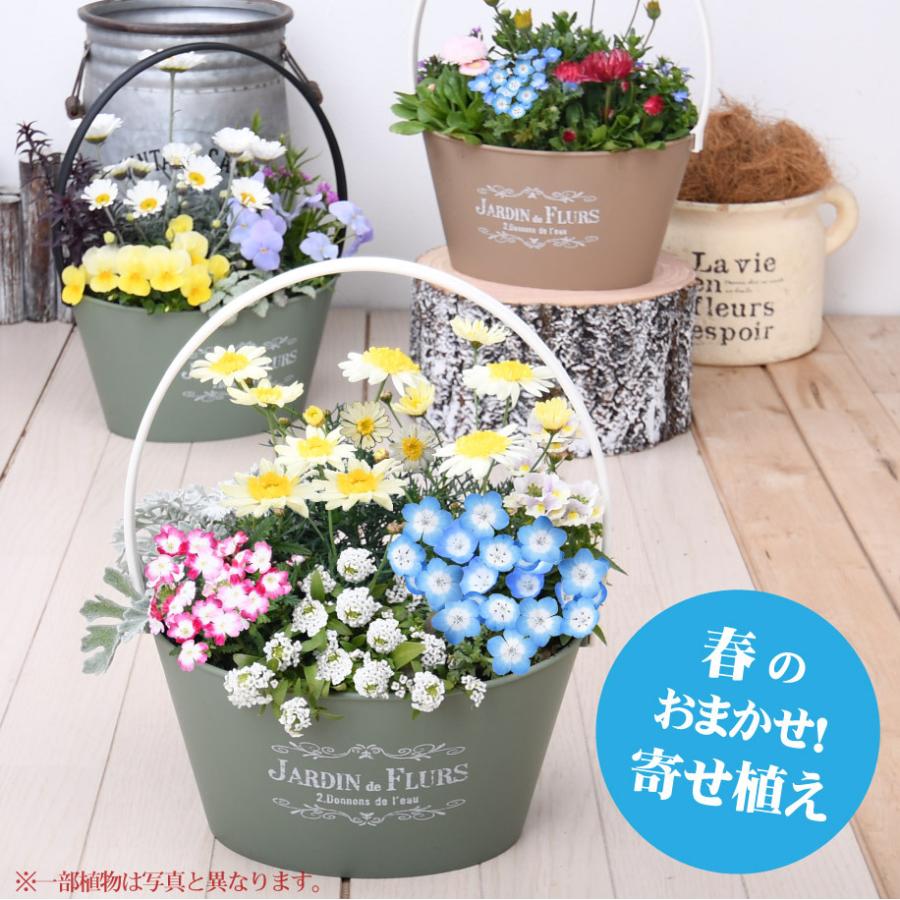 春のおまかせ寄せ植え バスケット 寄せ植え 玄関 店舗前の花飾りに プレゼントやギフトにもおすすめ 鉢花 花苗 | 吉本花城園