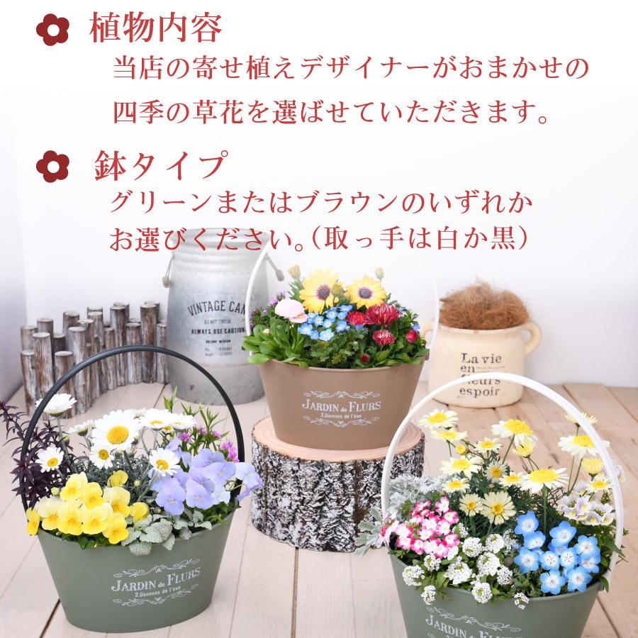 春のおまかせ寄せ植え バスケット 寄せ植え 玄関 店舗前の花飾りに プレゼントやギフトにもおすすめ 鉢花 花苗 | 吉本花城園 | 03