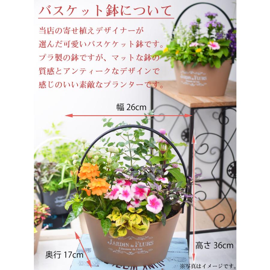 春のおまかせ寄せ植え バスケット 寄せ植え 玄関 店舗前の花飾りに プレゼントやギフトにもおすすめ 鉢花 花苗 | 吉本花城園 | 07