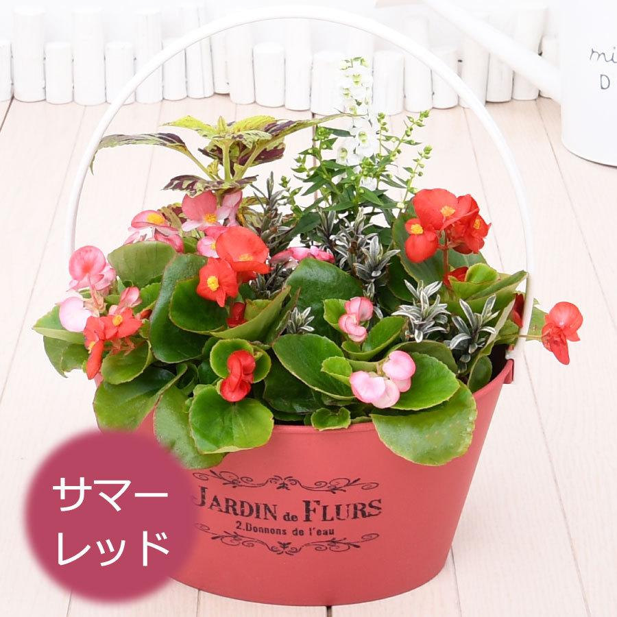 赤と緑の花模様の菓子鉢 吉本花城園 【予約品 7月上旬よりお届け】夏の寄せ植え バスケット