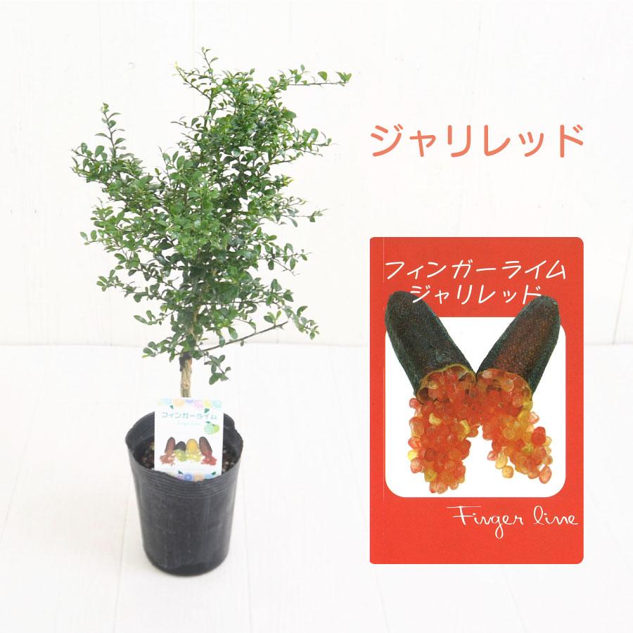 吉本花城園 フィンガーライム 苗木 3.5号 選べる9品種 ブッシュ