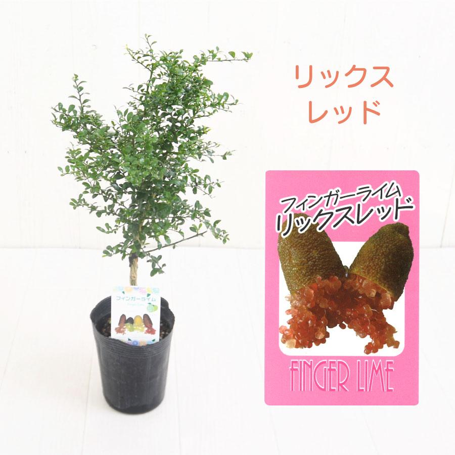 吉本花城園 フィンガーライム 苗木 3.5号 選べる9品種 ブッシュ