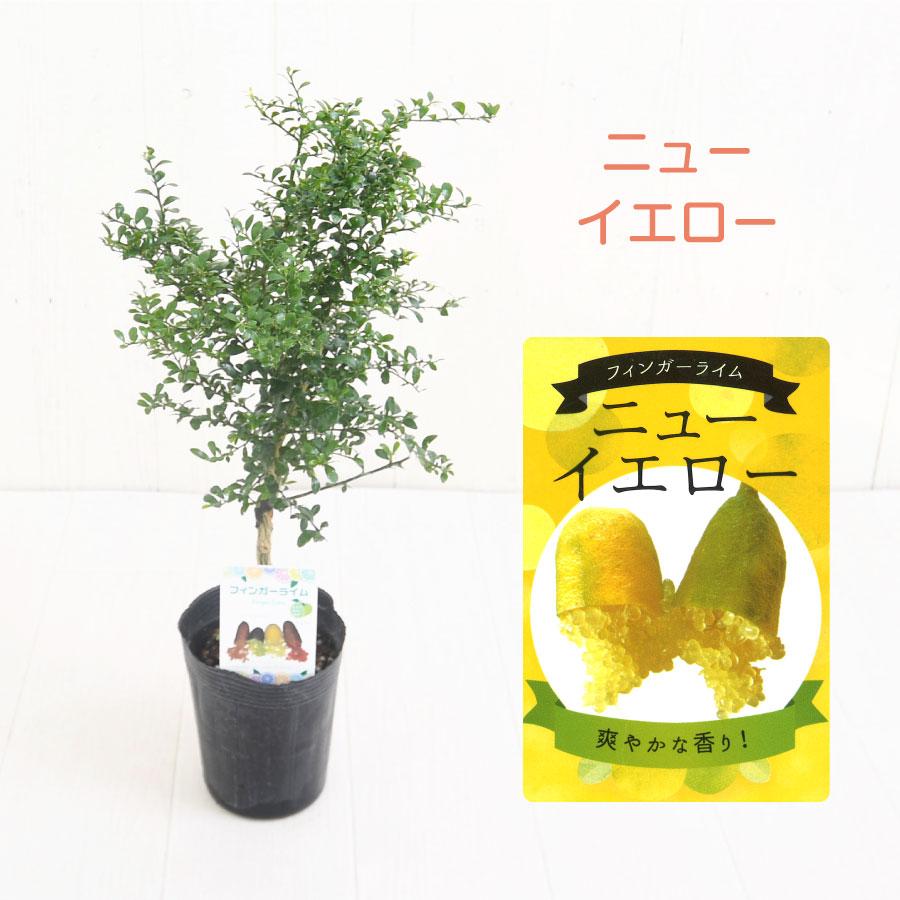 吉本花城園 フィンガーライム 苗木 3.5号 選べる9品種 ブッシュ