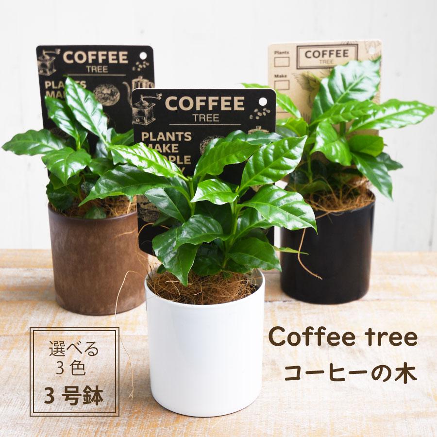 吉本花城園 1000円ポッキリ！ 観葉植物 コーヒーの木 3号鉢 珈琲 苗