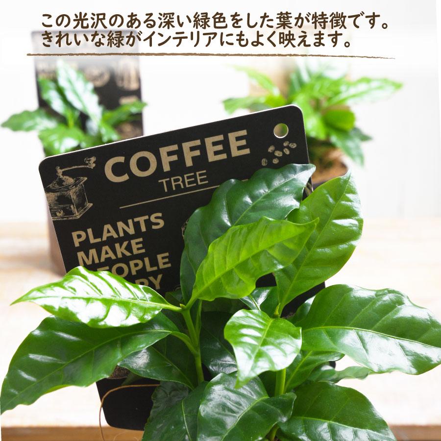 吉本花城園 1000円ポッキリ！ 観葉植物 コーヒーの木 3号鉢 珈琲 苗