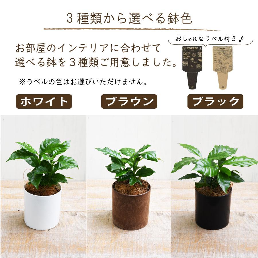 植物各種1000円から 吉本花城園 1000円ポッキリ！ 観葉植物 コーヒーの木 3号鉢 珈琲 苗