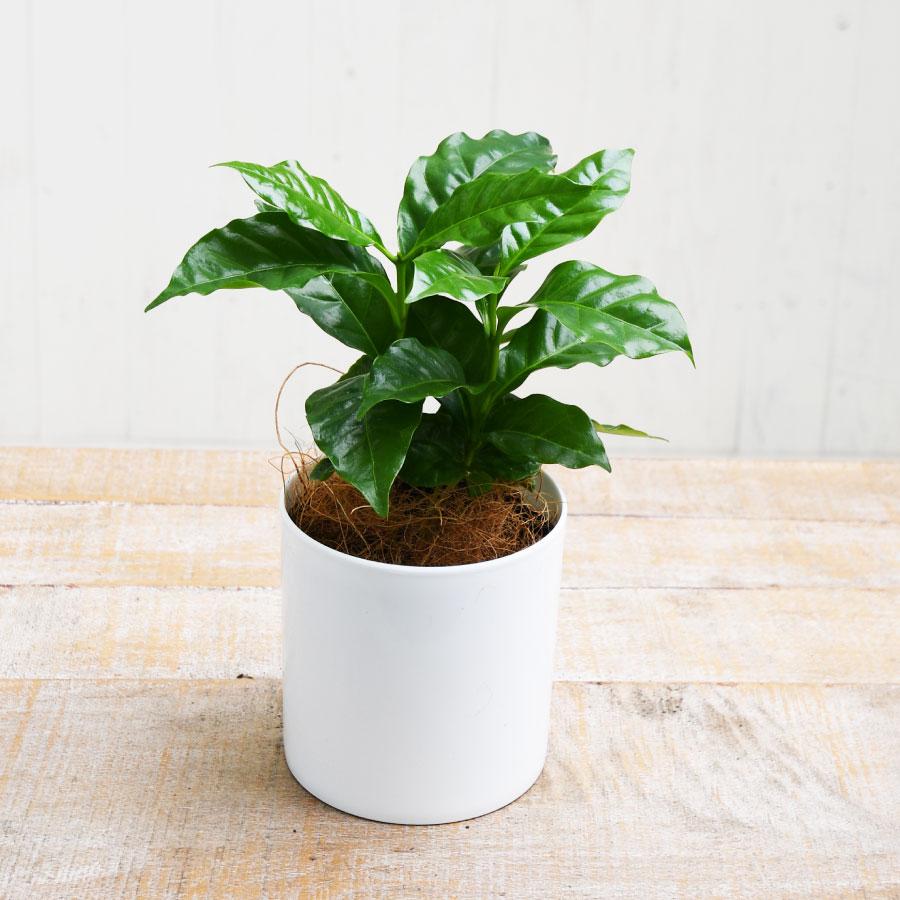 植物各種1000円から 1000円以下で買える！初心者向けプチプラ観葉植物 | GARDEN WORK