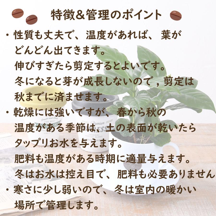 吉本花城園 1000円ポッキリ！ 観葉植物 コーヒーの木 3号鉢 珈琲 苗