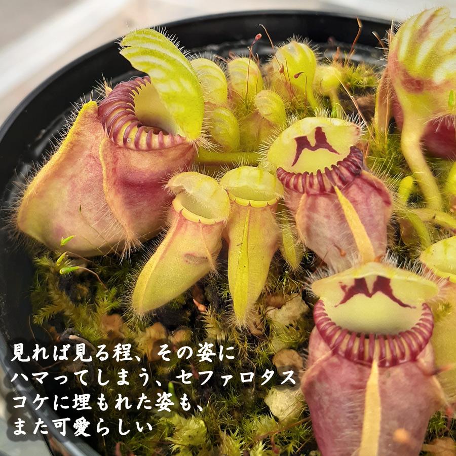 吉本花城園 食虫植物 セファロタス フォリキュラリス 3.5号鉢 観葉植物