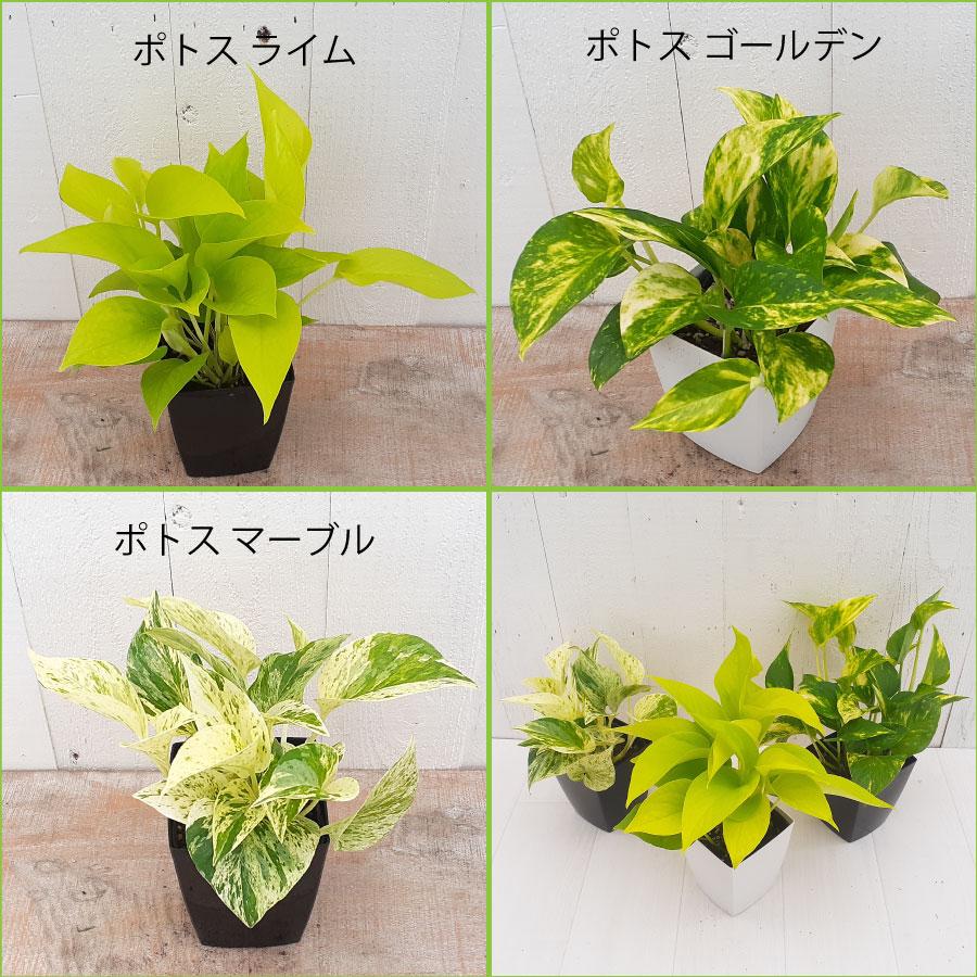 吉本花城園 観葉植物 ポトス 斑入り ライム ゴールデン マーブル