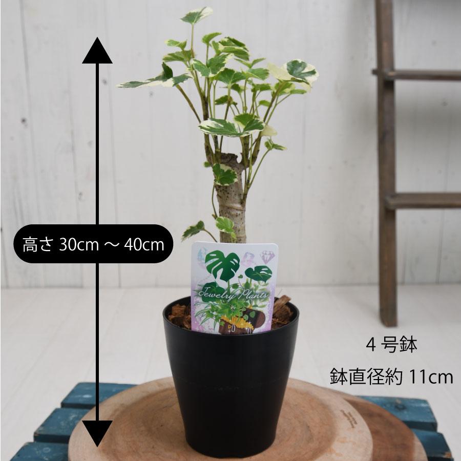 吉本花城園 1000円ポッキリ！ 観葉植物 ポリシャス 斑入り バルフォ