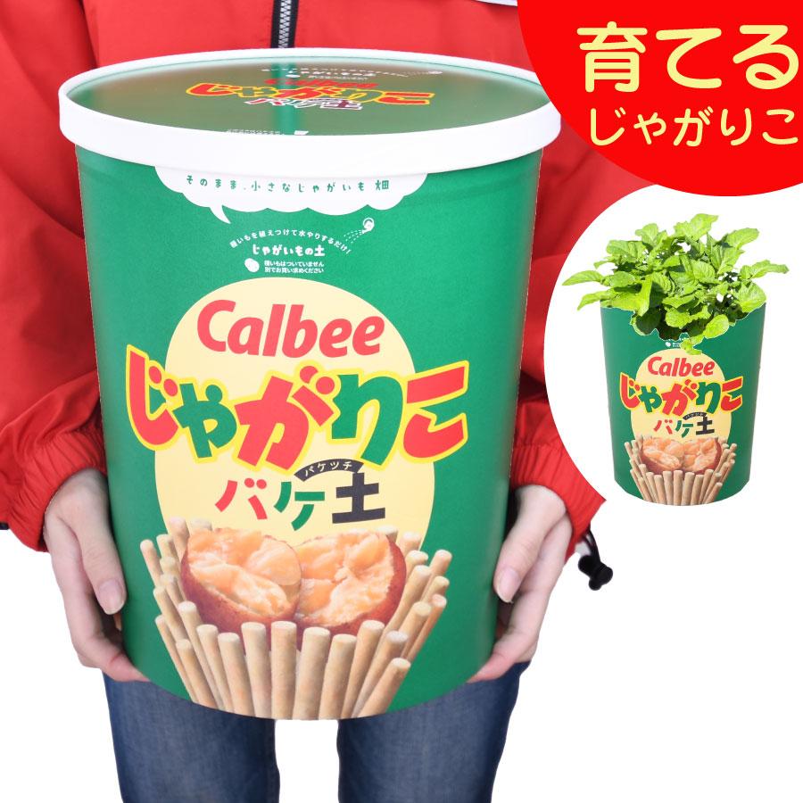 吉本花城園 じゃがいも栽培 種芋セット カルビー じゃがりこ 吉本花城園 じゃがいも栽培 種芋セット カルビー じゃがりこ
