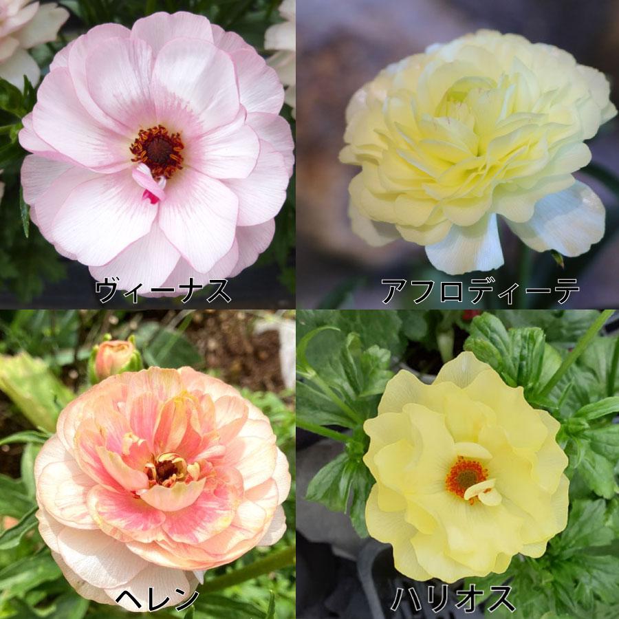 吉本花城園 ラナンキュラス ラックス 6号鉢 ジュピター サティロス