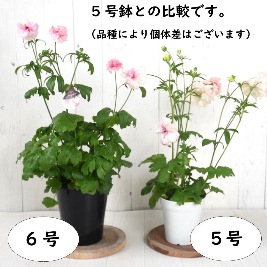 吉本花城園 ラナンキュラス ラックス 6号鉢 ジュピター サティロス