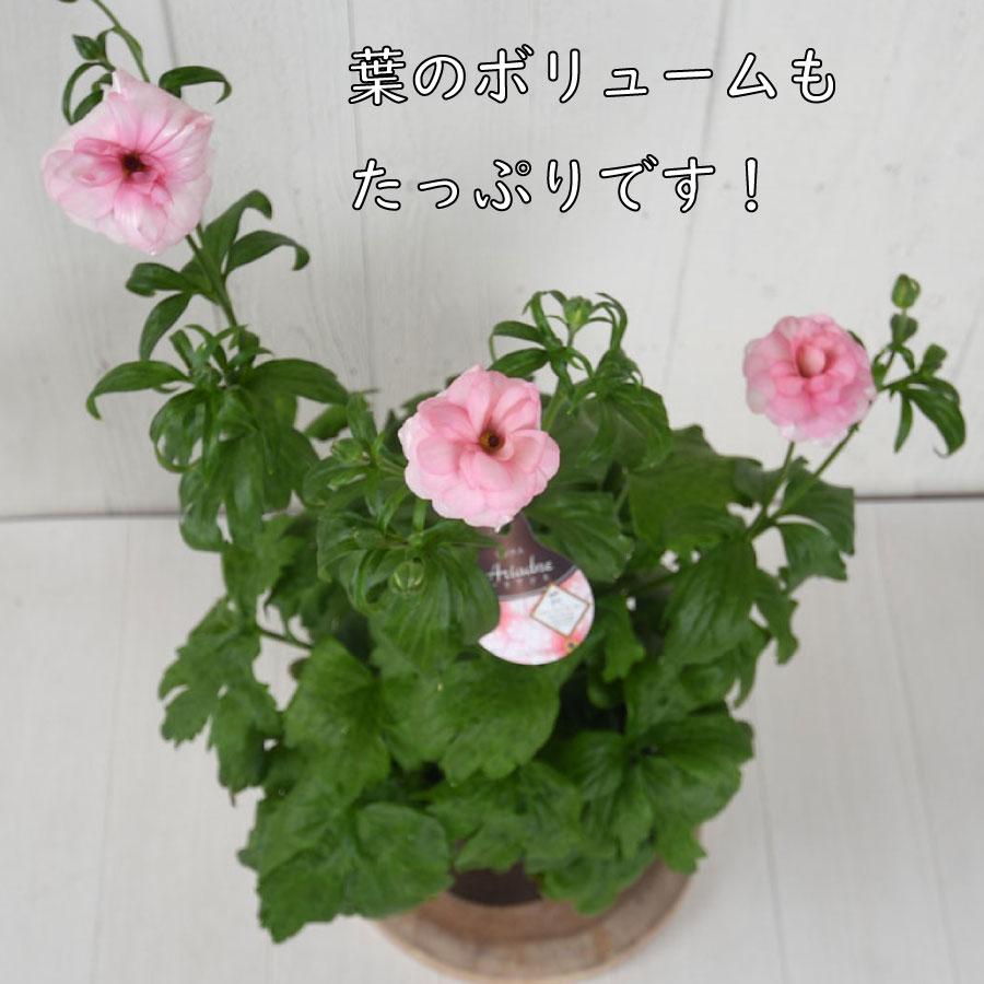 吉本花城園 ラナンキュラス ラックス 6号鉢 ジュピター サティロス